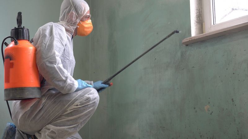 Black Mold Removal in Broward County, FL