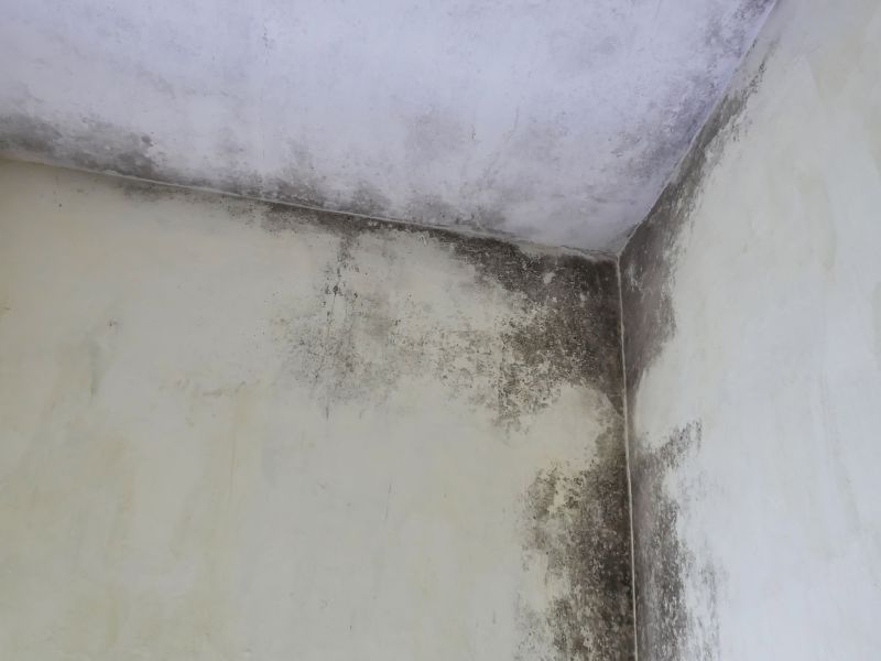 Garage Mold Remediation in Dallas, TX
