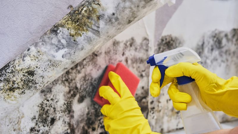 Garage Mold Remediation in Jupiter, FL
