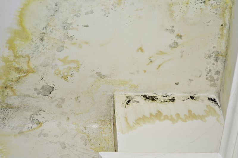 Mold Restoration in Dallas, TX