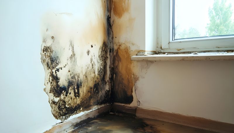 Mold Treatment Service in Bergen County, NJ