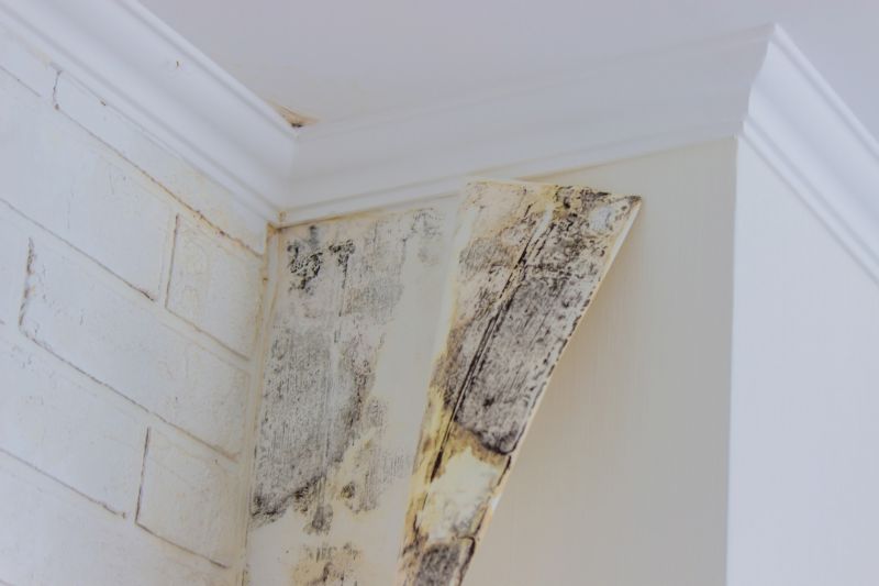 White Mold Mitigation in Broward County, FL